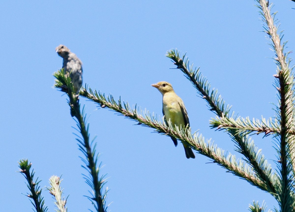 Western Tanager - ML623443104