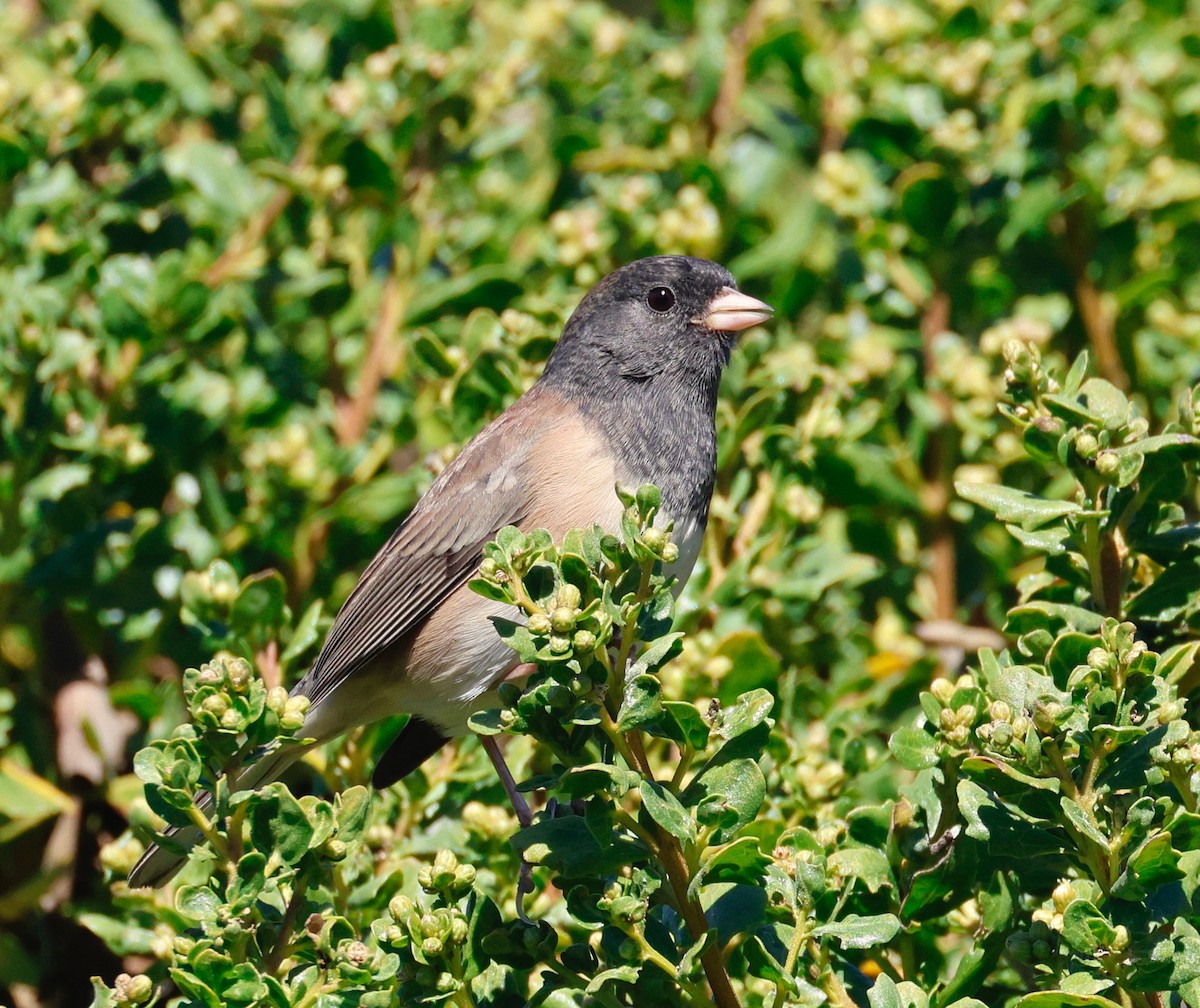 Dark-eyed Junco - ML623443120