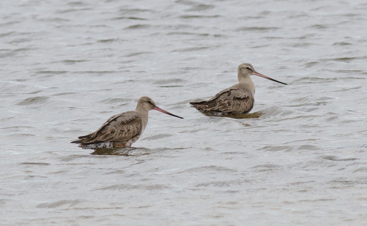 Hudsonian Godwit - ML623443180