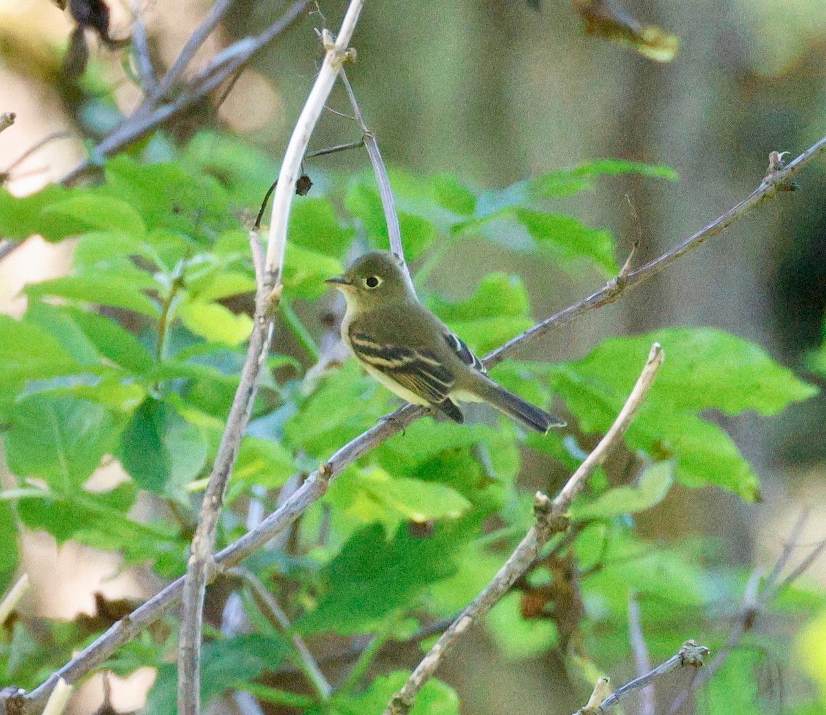 Western Flycatcher - ML623443184