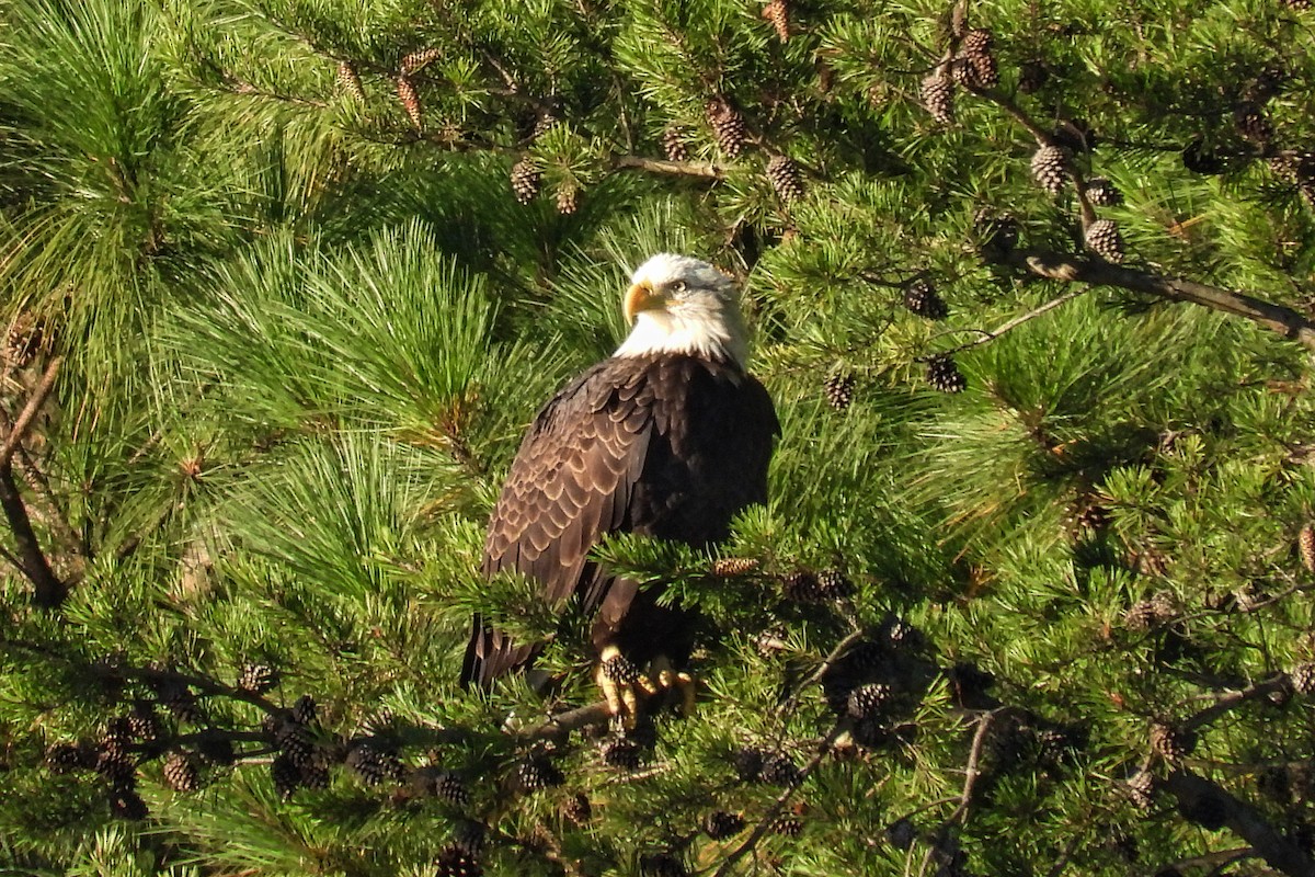 Bald Eagle - Anne Ensign