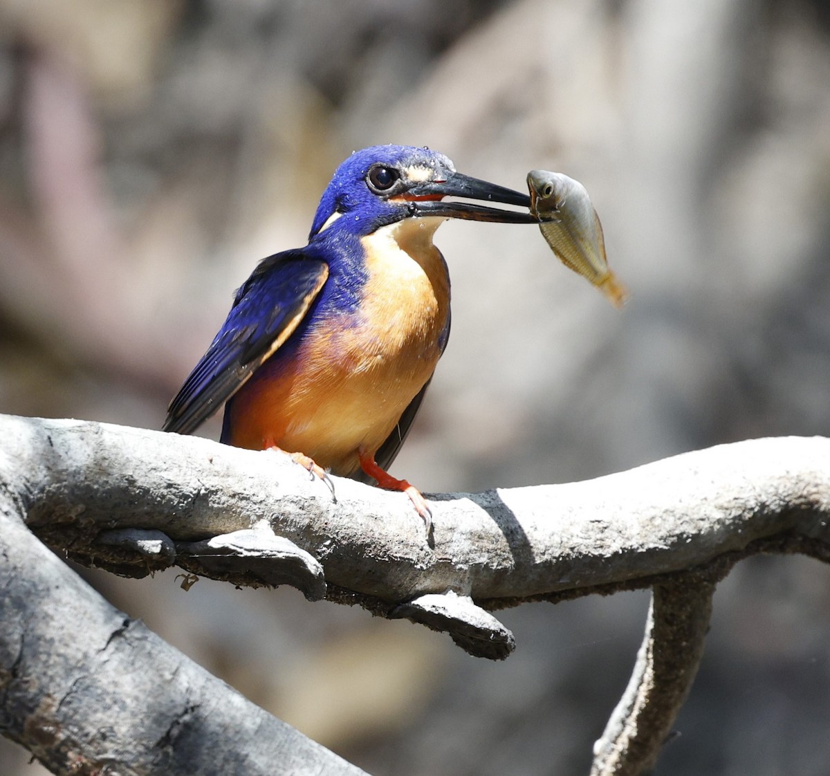 Azure Kingfisher - ML623443284