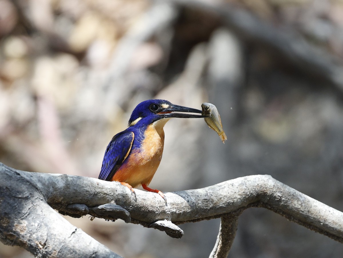 Azure Kingfisher - ML623443286