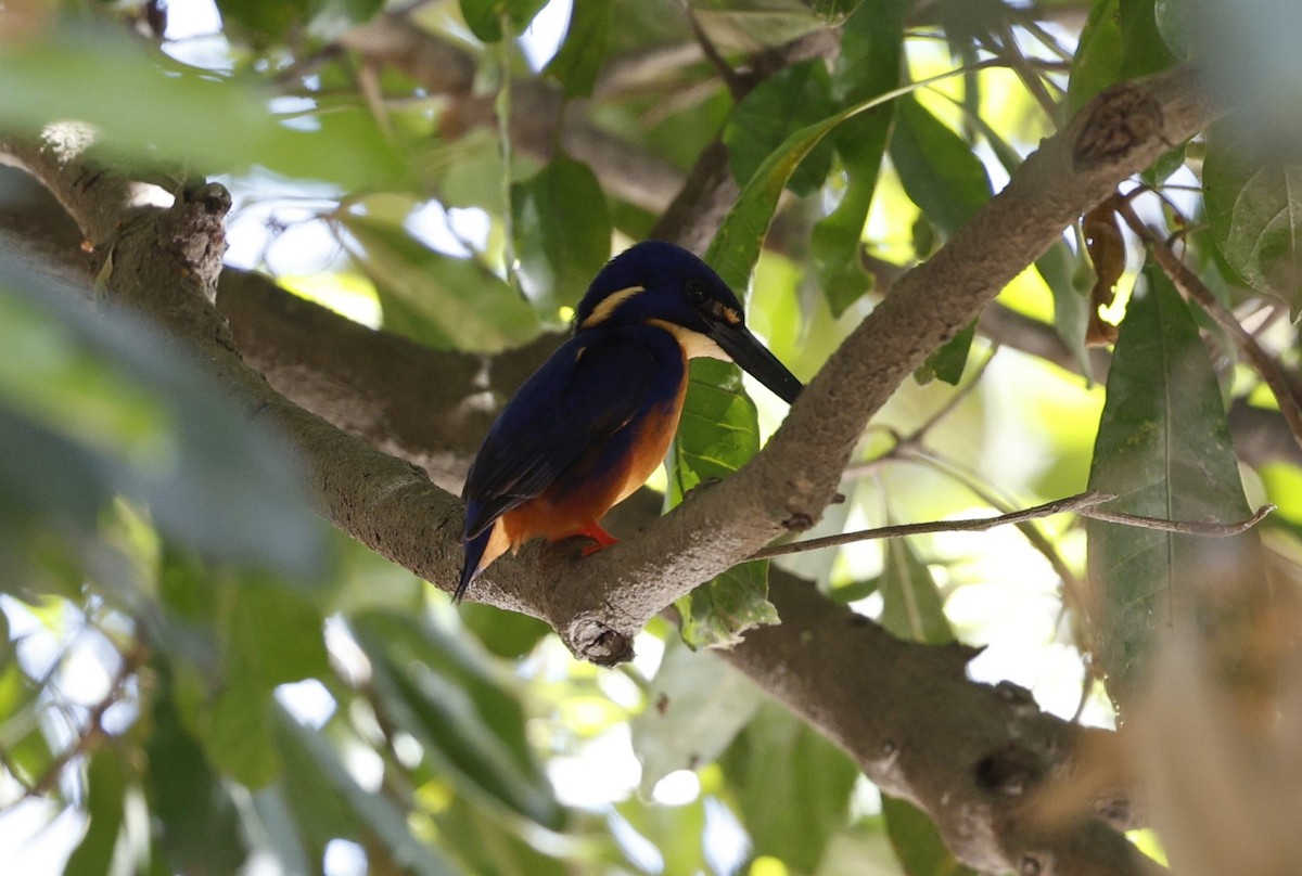 Azure Kingfisher - ML623443287