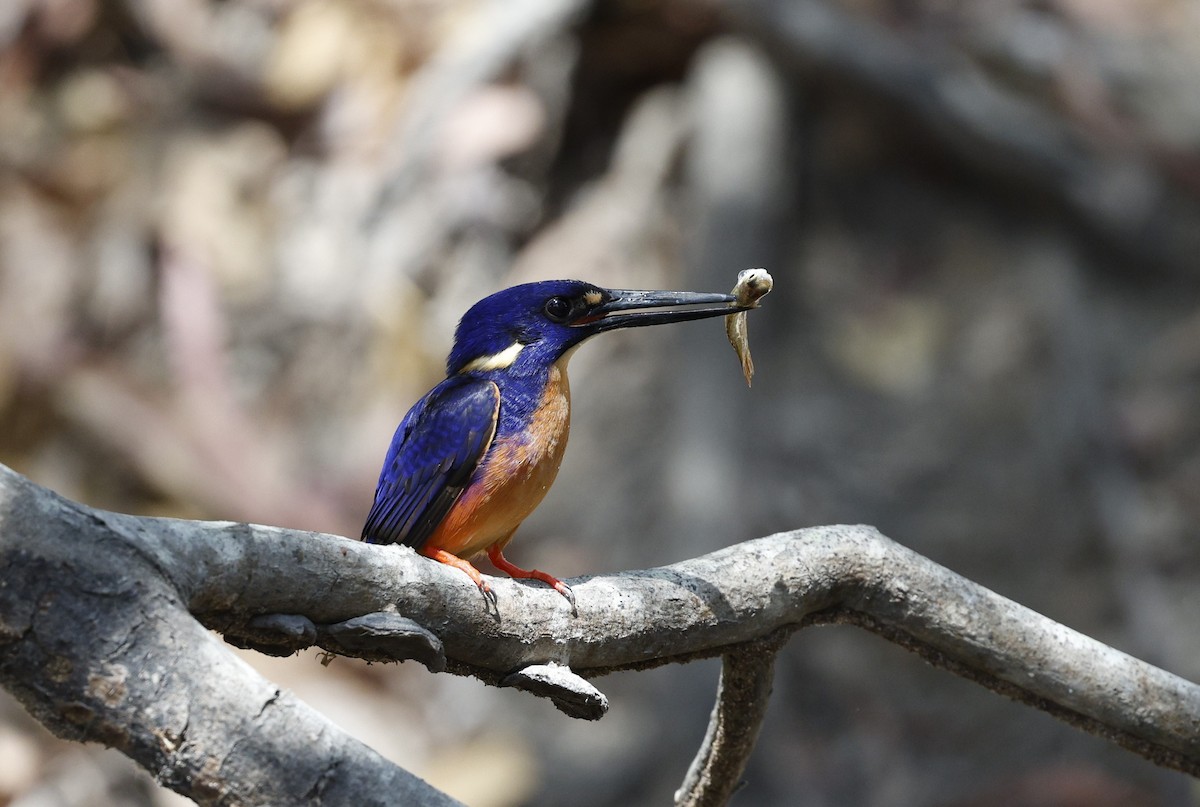 Azure Kingfisher - ML623443288