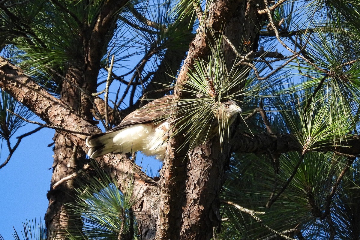 Broad-winged Hawk - ML623443296