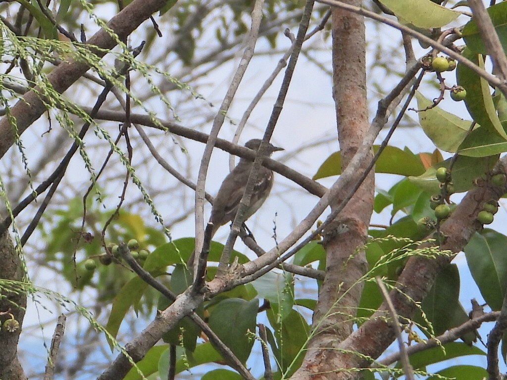 Lesser Elaenia - ML623443298