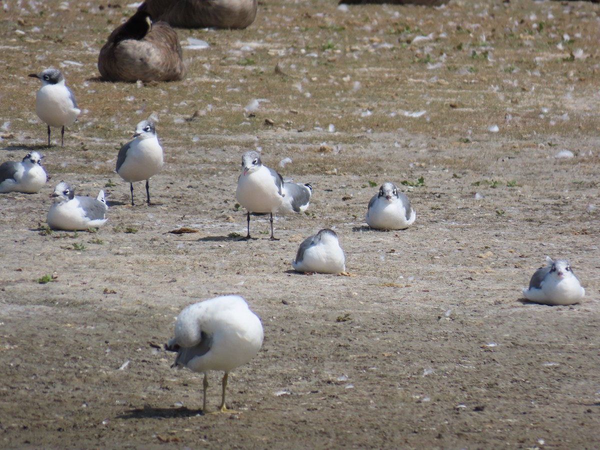 Franklin's Gull - ML623443365