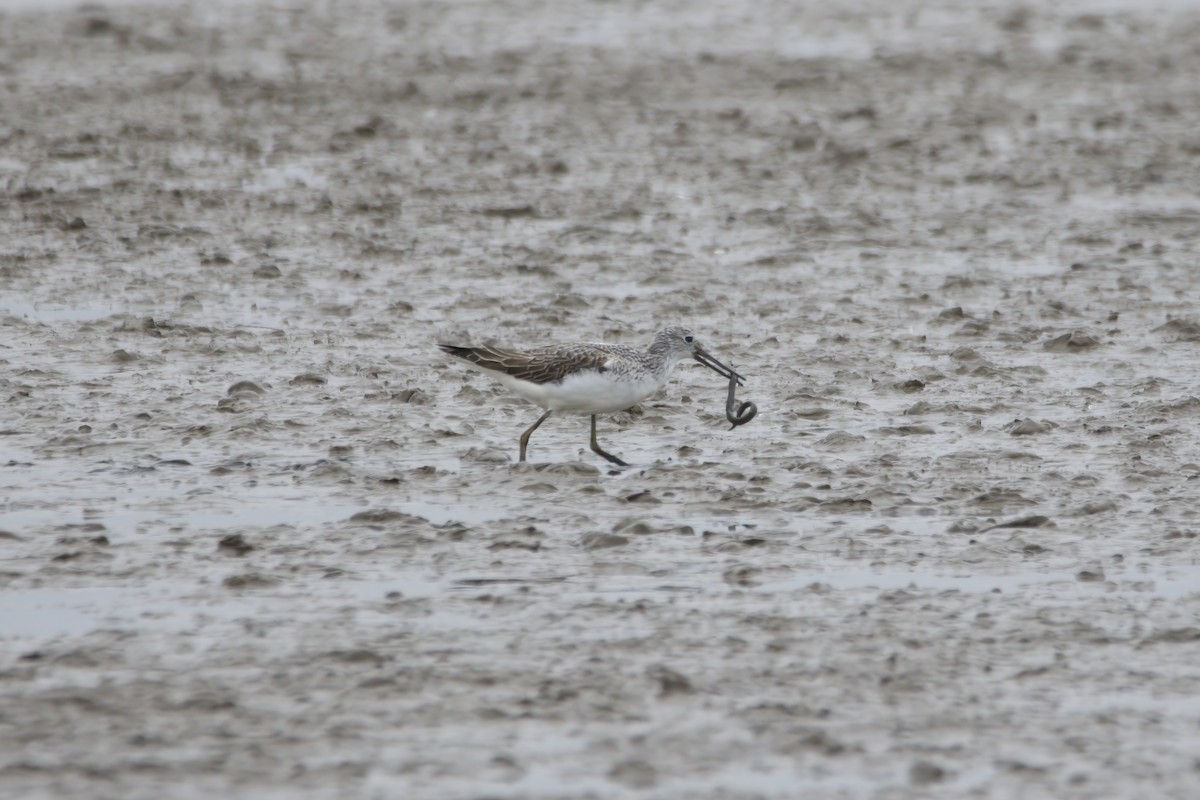 Common Greenshank - ML623443366