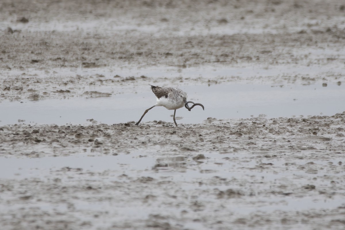 Common Greenshank - ML623443369