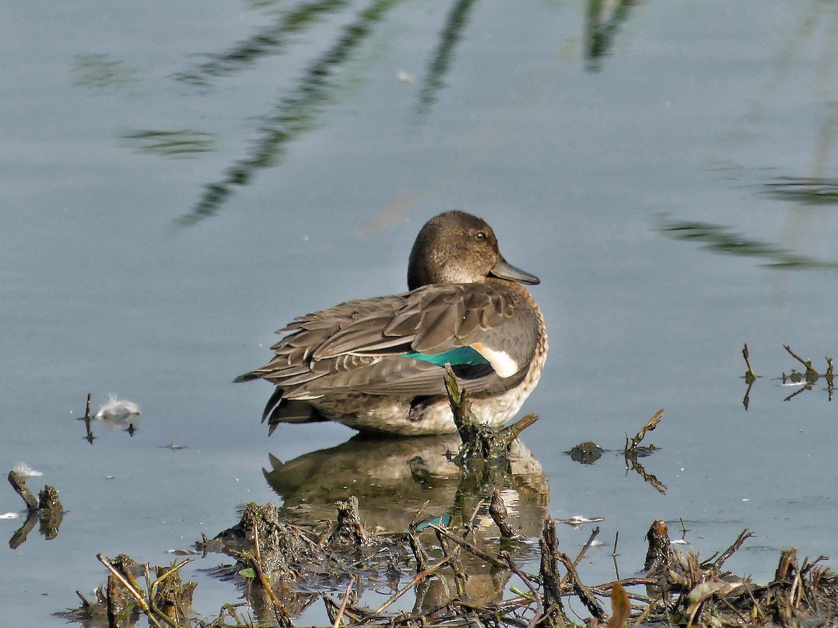 Green-winged Teal - ML623443373