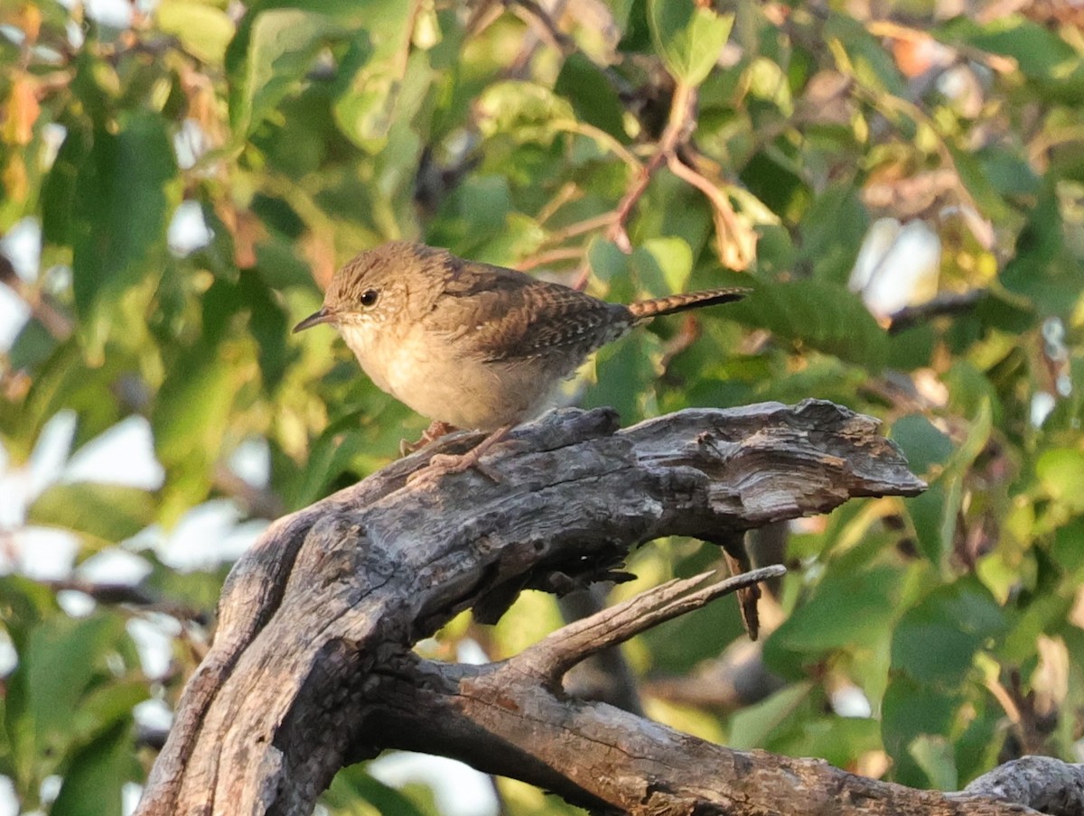 Northern House Wren - ML623443387