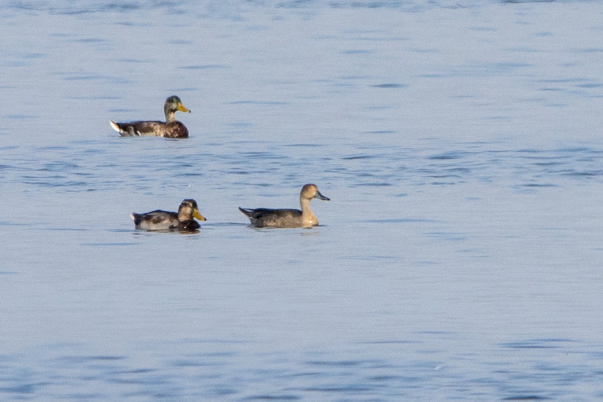 Northern Pintail - Tristan Yoo