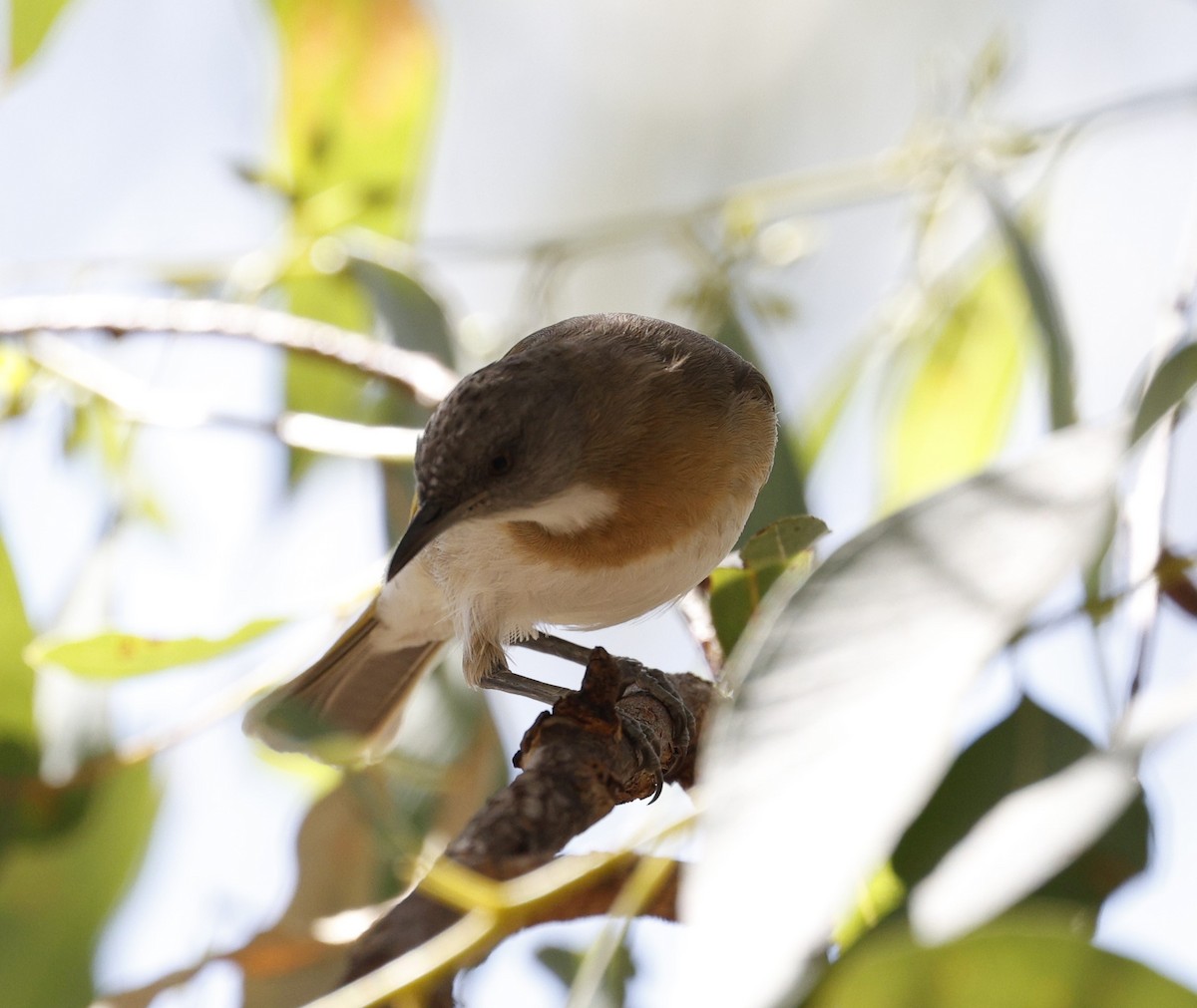 Rufous-banded Honeyeater - ML623443402