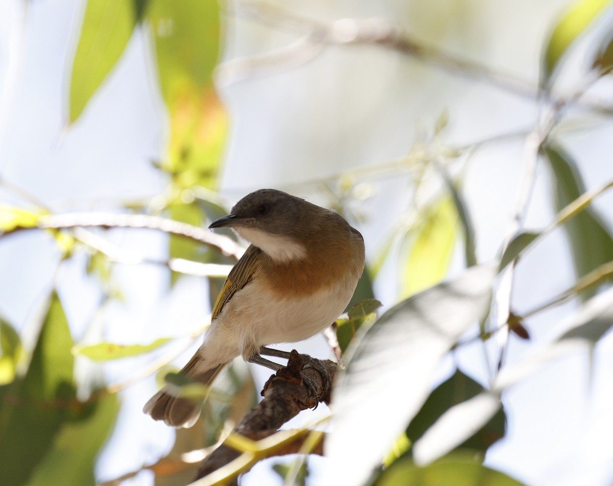 Rufous-banded Honeyeater - ML623443403