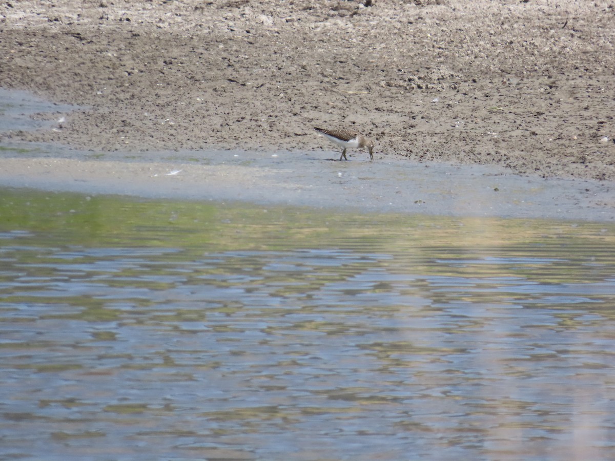 Solitary Sandpiper - ML623443408