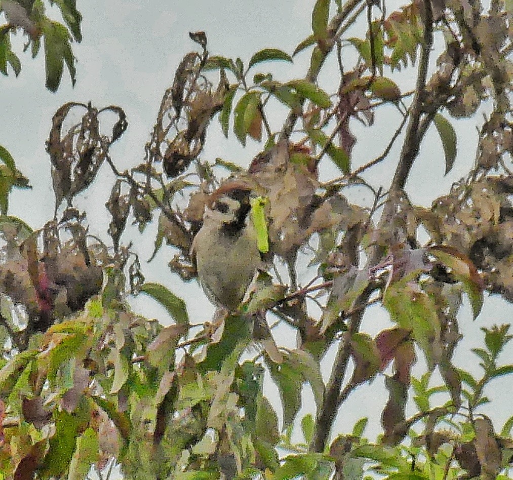 Eurasian Tree Sparrow - ML623443458