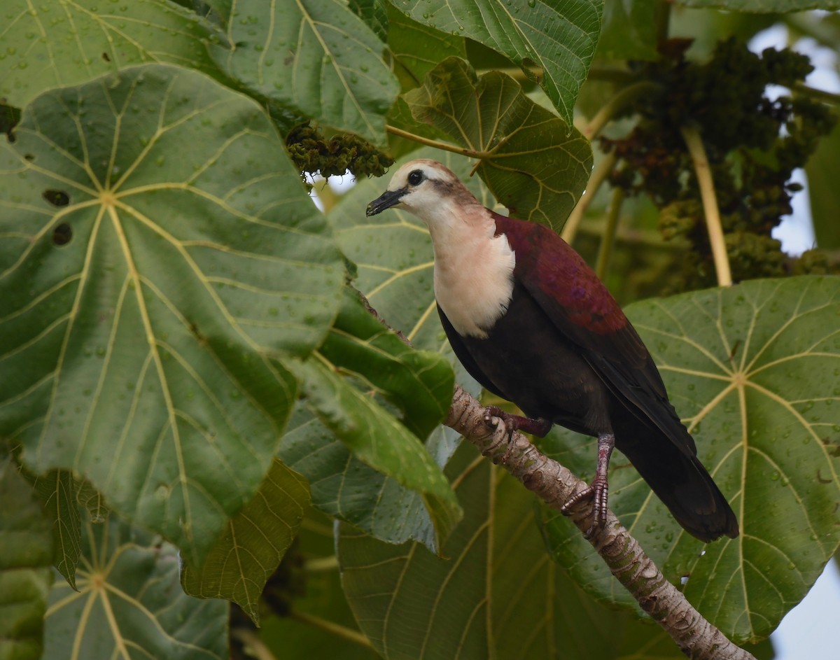 White-throated Ground Dove - ML623443462