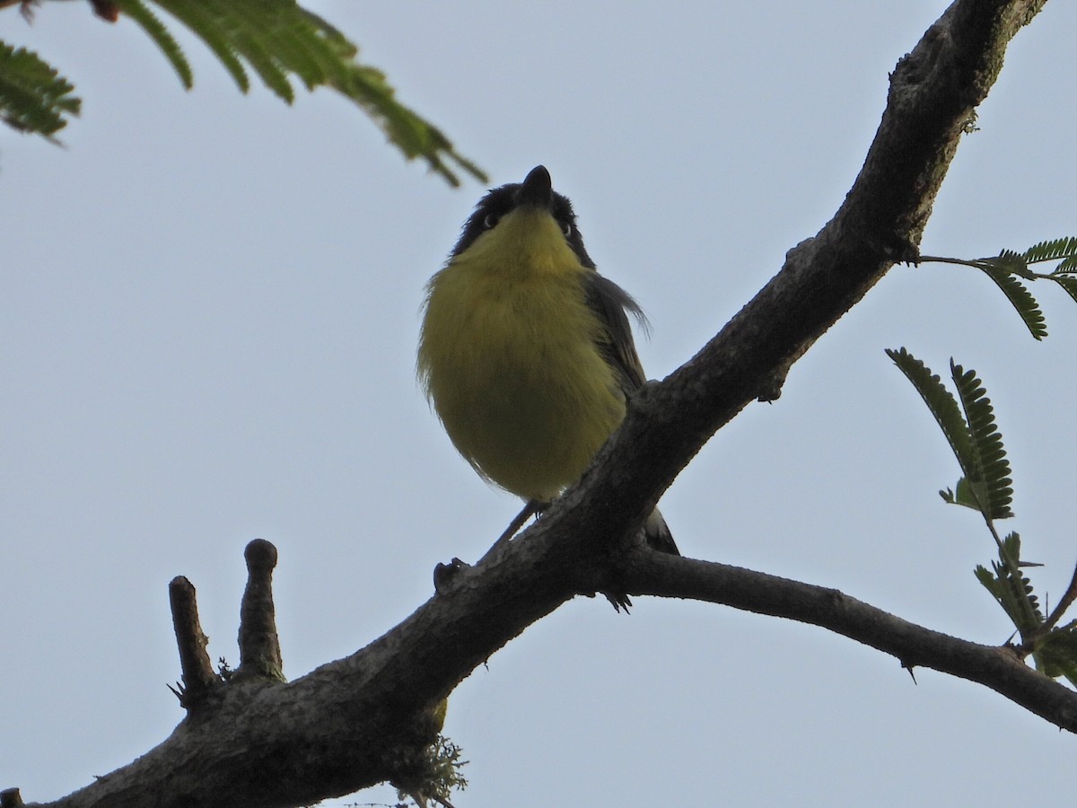 Common Tody-Flycatcher - ML623443488