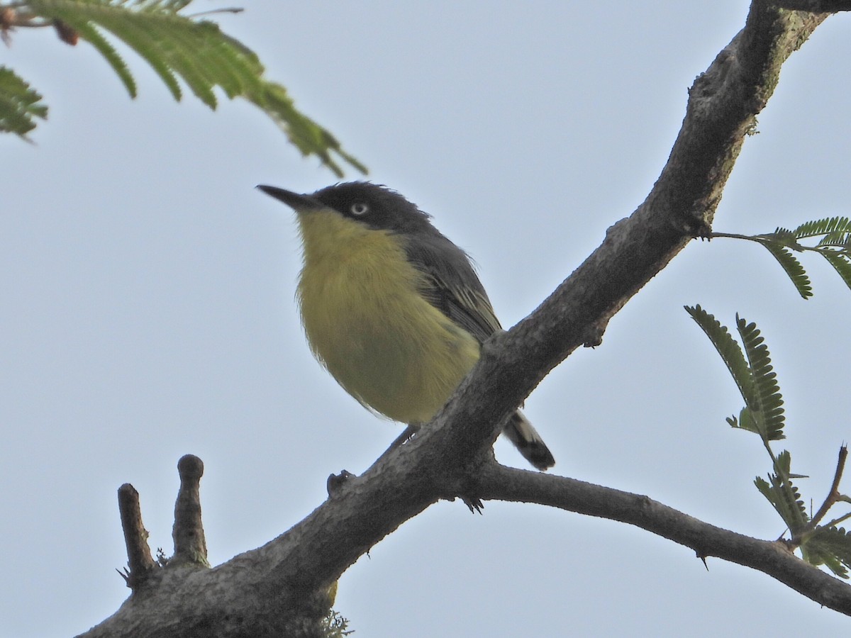 Common Tody-Flycatcher - ML623443489