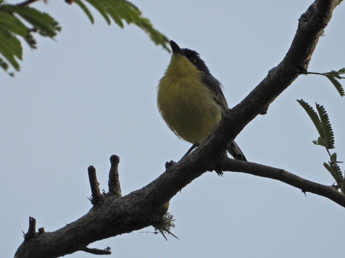 Common Tody-Flycatcher - ML623443493