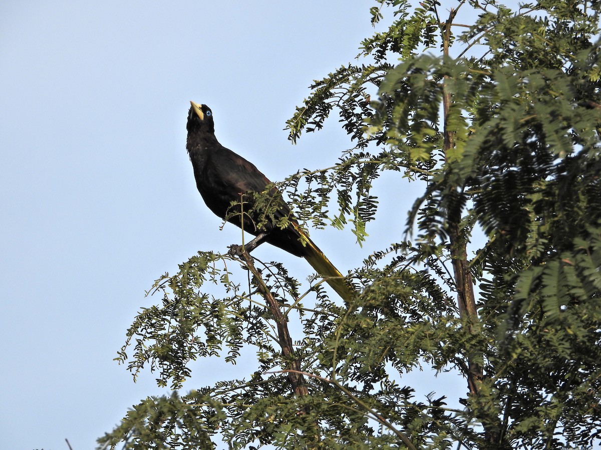 Crested Oropendola - Ramon Mena