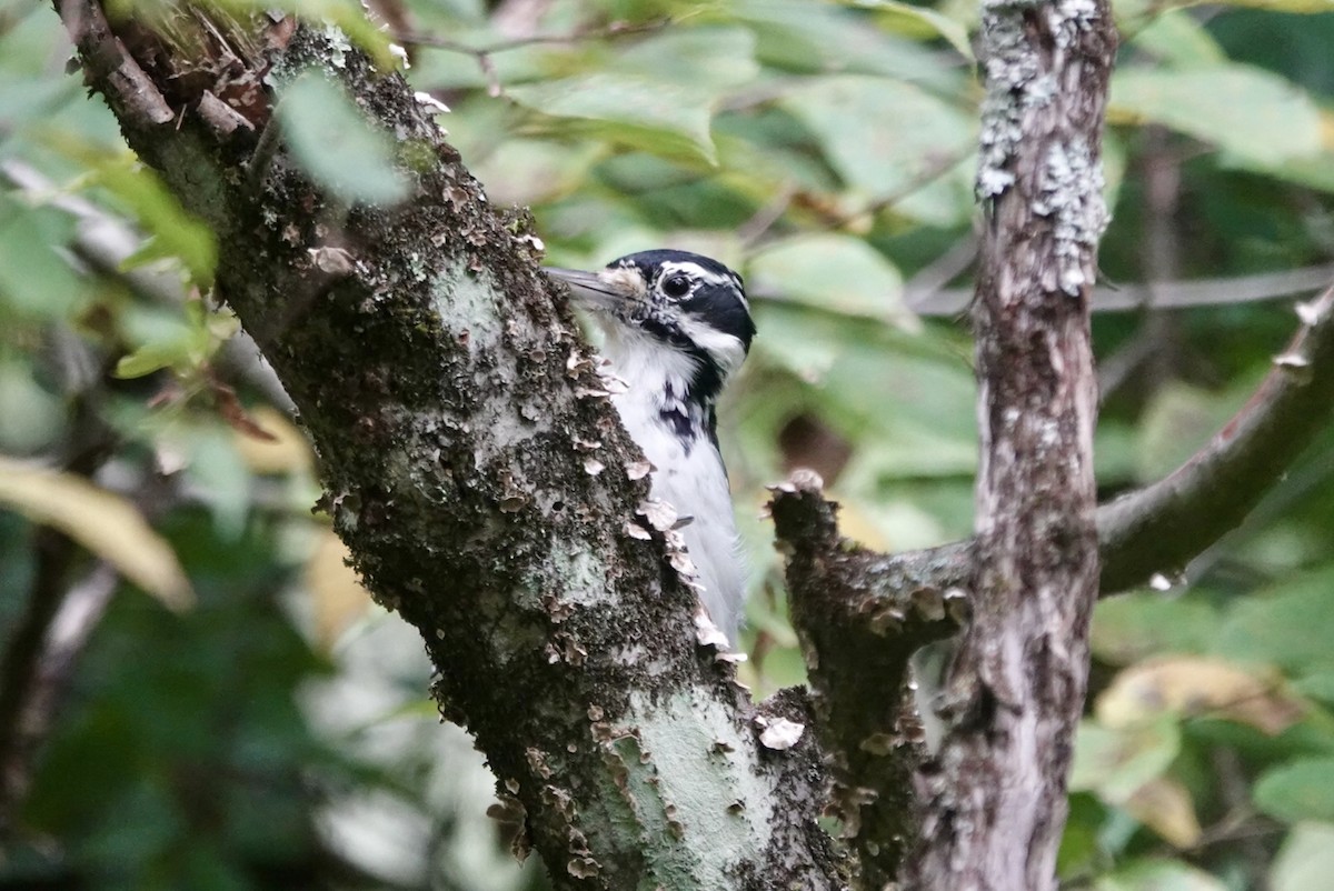 Hairy Woodpecker - ML623443520