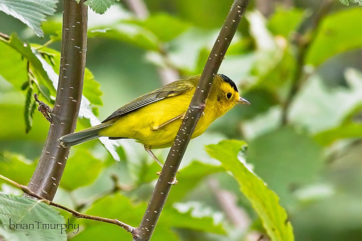 Wilson's Warbler - ML623443529