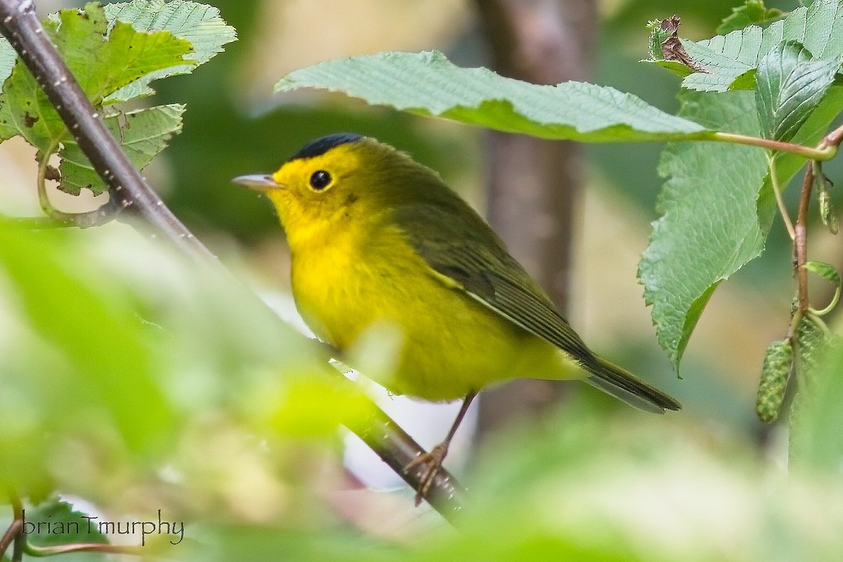 Wilson's Warbler - ML623443530