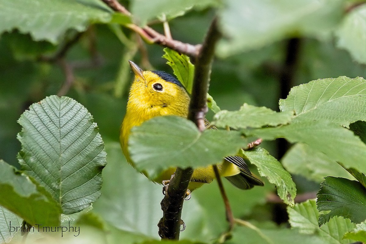 Wilson's Warbler - ML623443531