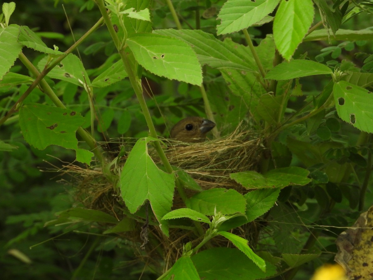 Black-faced Grassquit - ML623443546