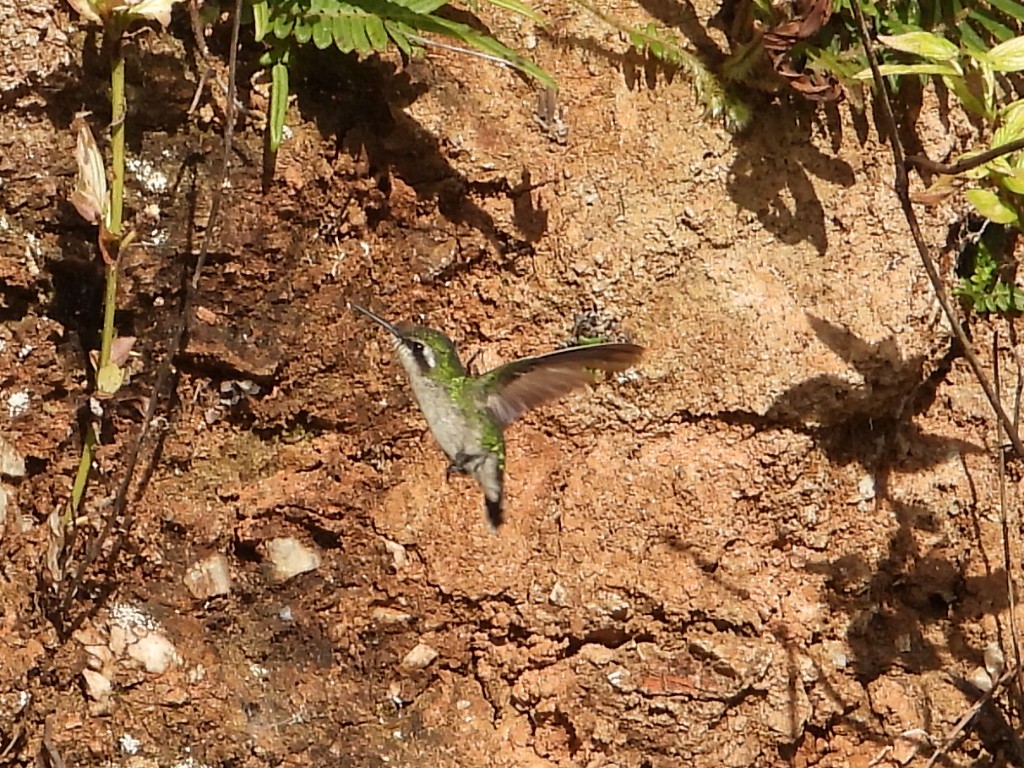 Green-tailed Emerald - Ramon Mena