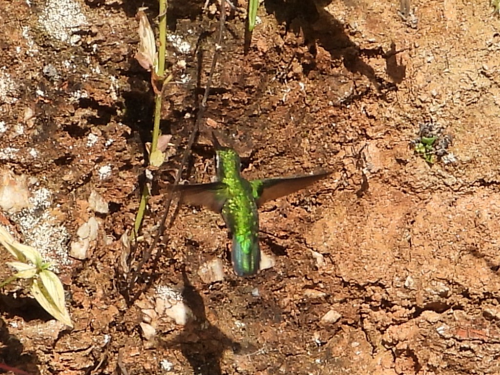 Green-tailed Emerald - ML623443566