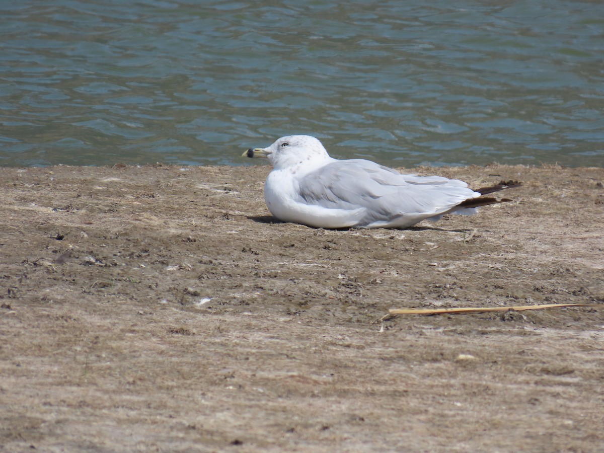 Ring-billed Gull - ML623443578