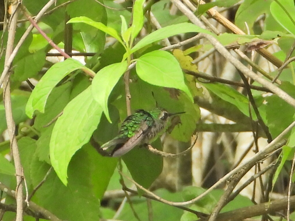 Esmeralda Coliazul - ML623443591