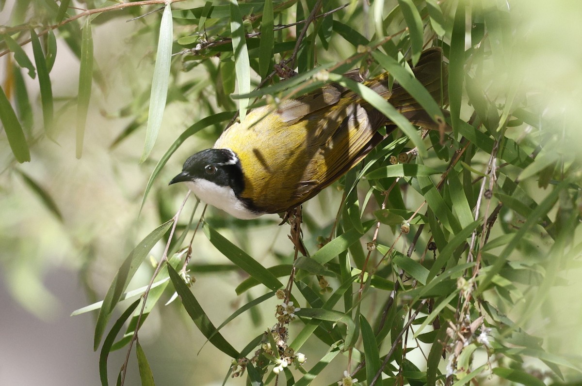 White-throated Honeyeater - Cathy Pert