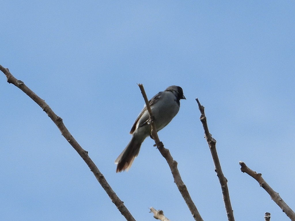 Black-faced Tanager - ML623443676