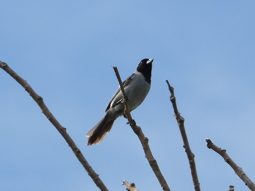 Black-faced Tanager - ML623443677