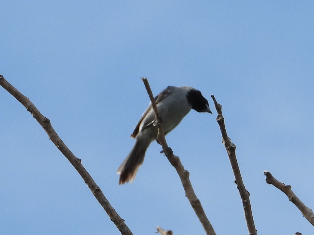 Black-faced Tanager - ML623443678