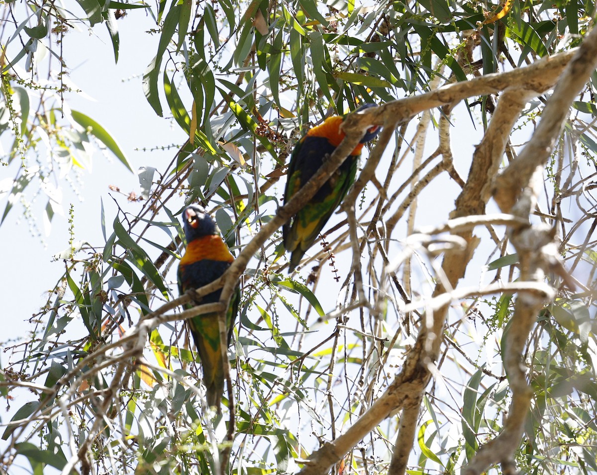 Rainbow Bee-eater - ML623443725