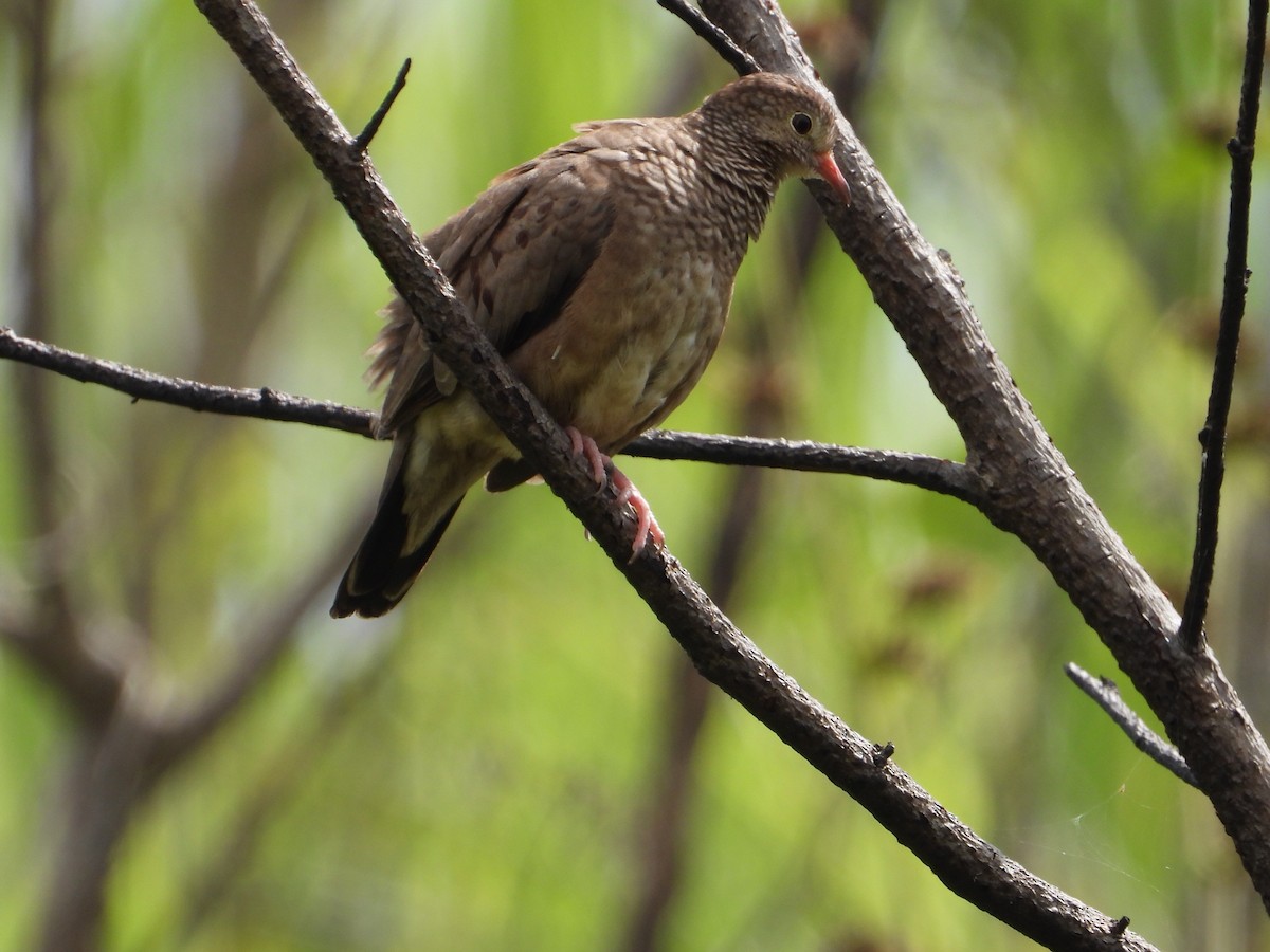 Common Ground Dove - Ramon Mena