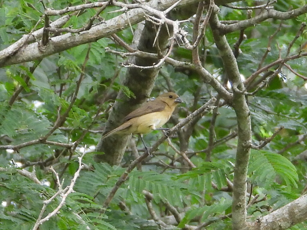 Yellow-bellied Seedeater - ML623443787