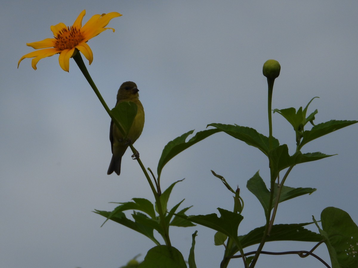 Yellow-bellied Seedeater - ML623443788