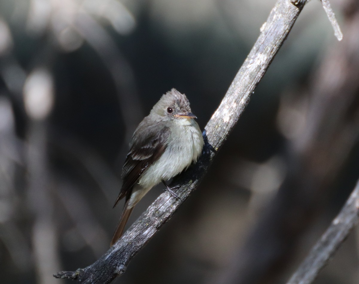 Eastern Wood-Pewee - ML623443789