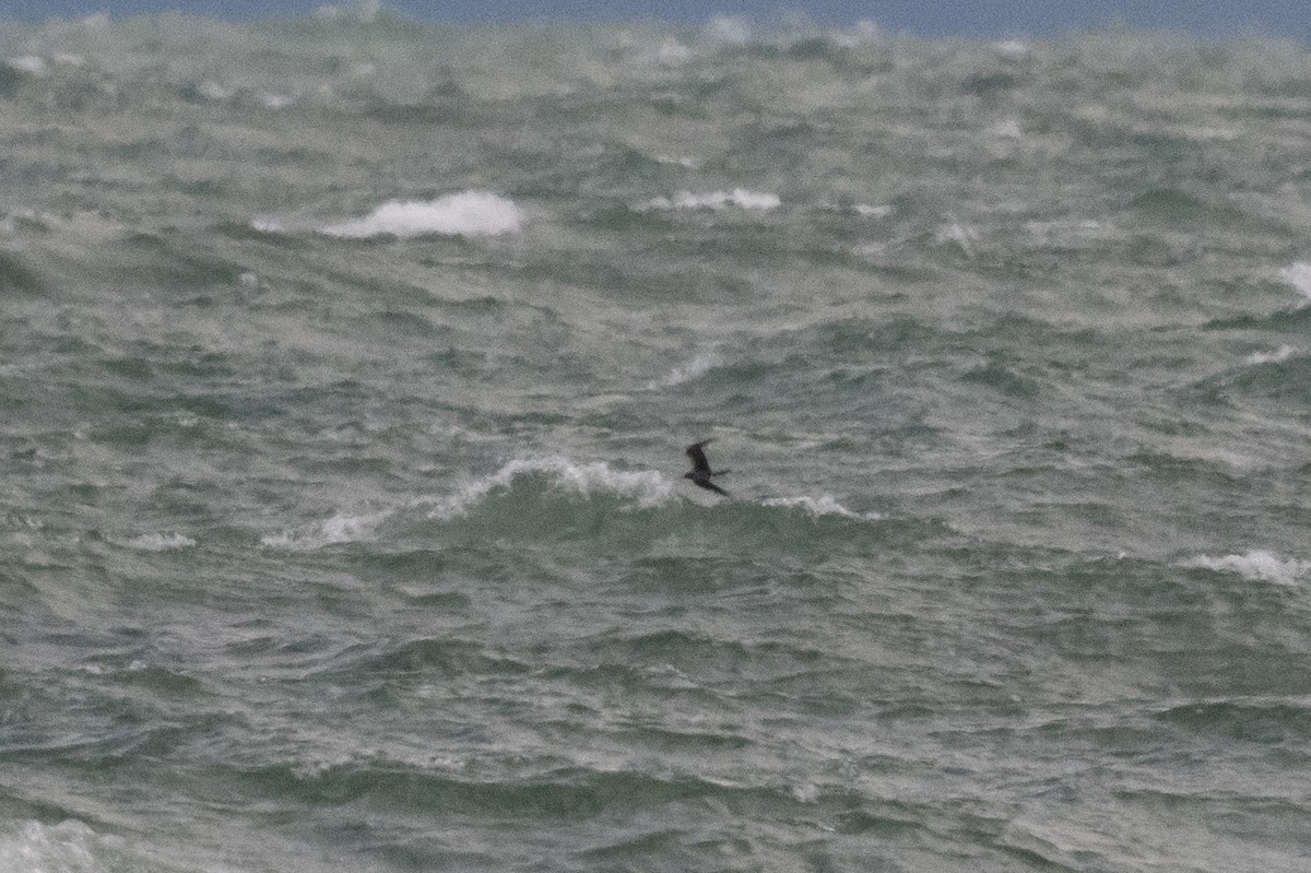 Parasitic Jaeger - Keith Bowers