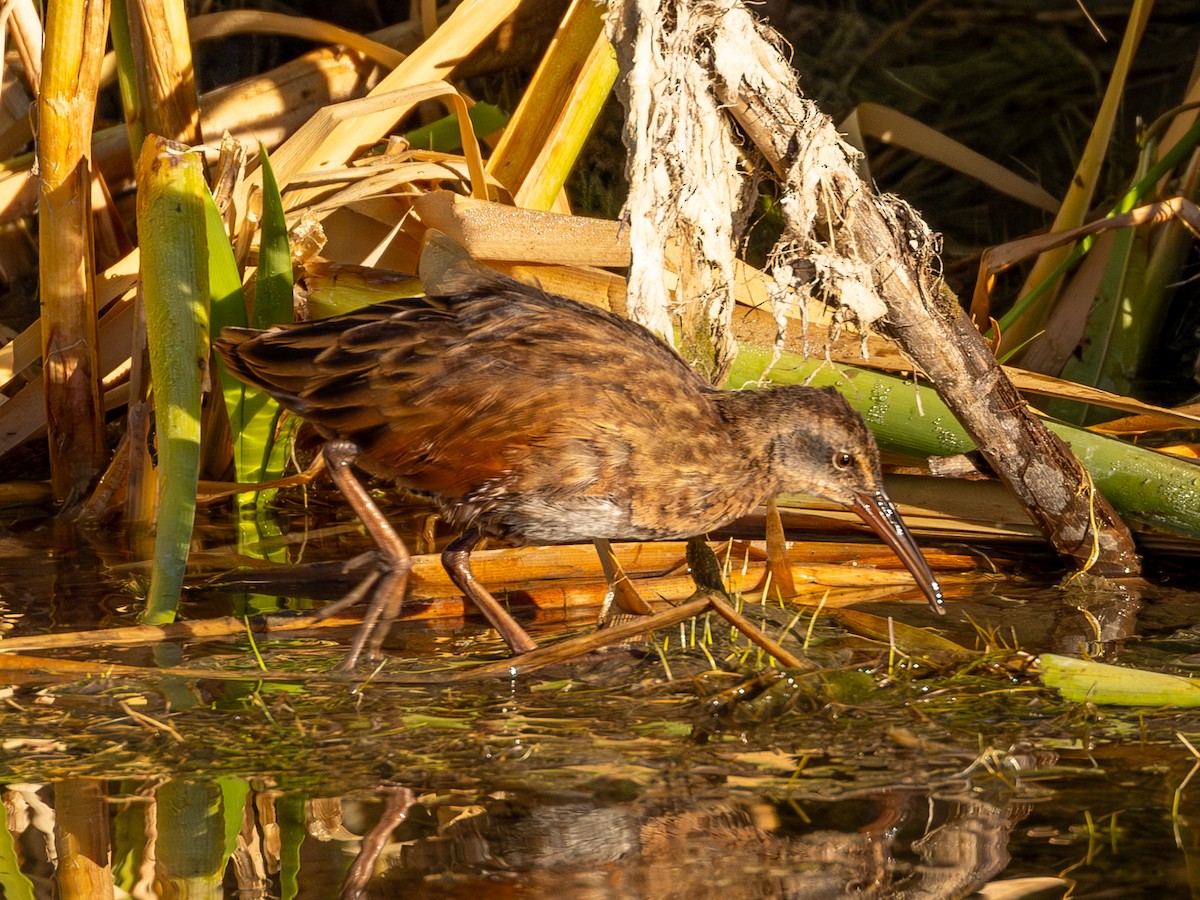 Virginia Rail - ML623443867