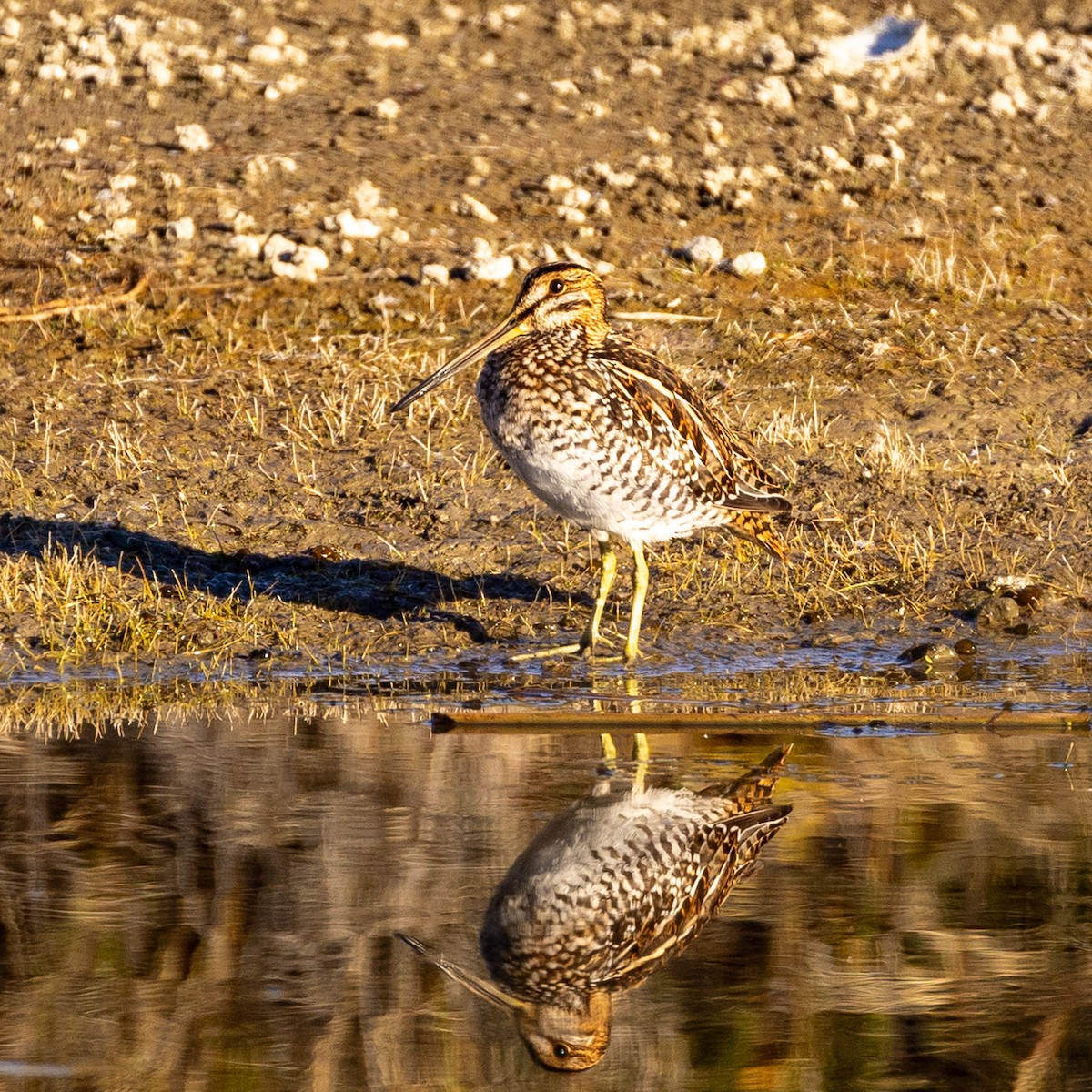 Wilson's Snipe - ML623443881