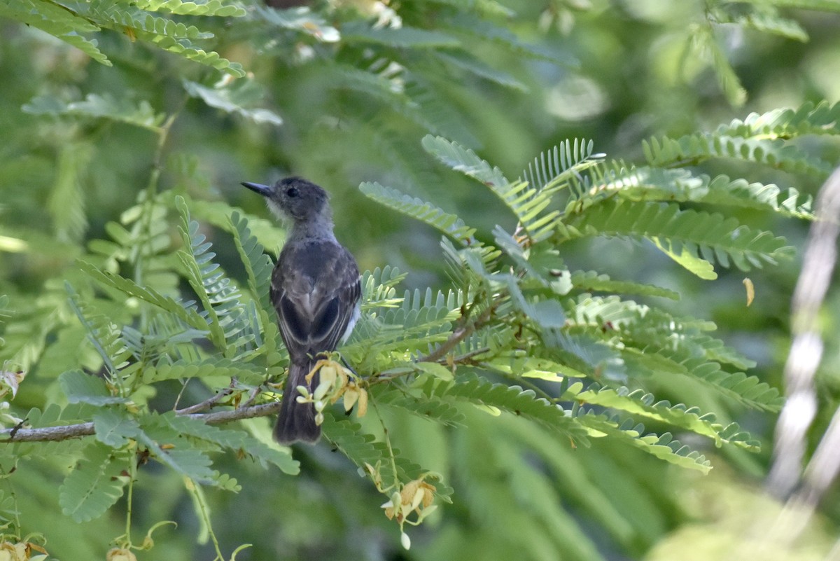 Puerto Rican Flycatcher - ML623443885