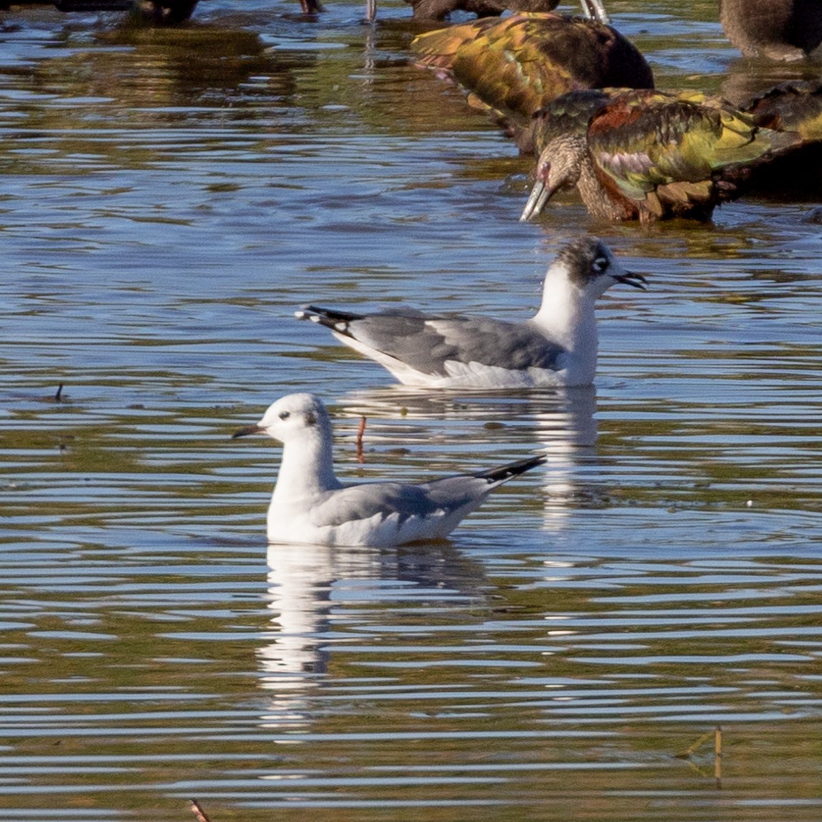 Bonaparte's Gull - ML623443897