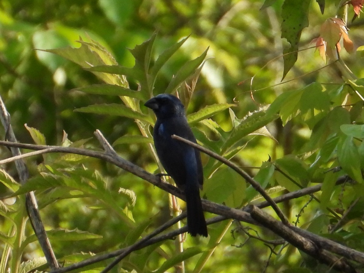 Ultramarine Grosbeak - ML623443914